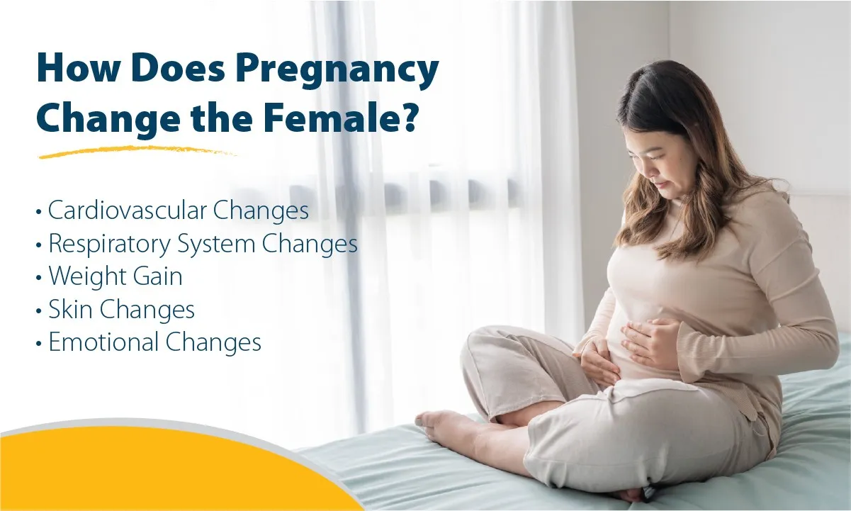 How Does Pregnancy Change the Female Body?